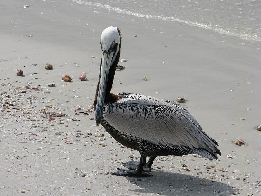 Marco Island FL Pelican Photograph by Arthur English Marco Island FL Pelican Photograph by Arthur English