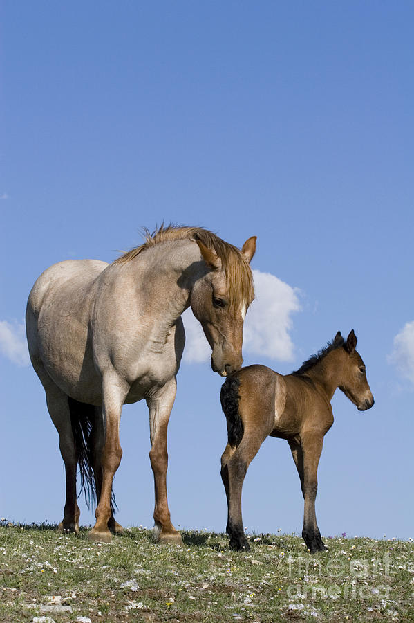 Mare And Her Foal #1 Photograph by Jean-Louis Klein & Marie-Luce Hubert