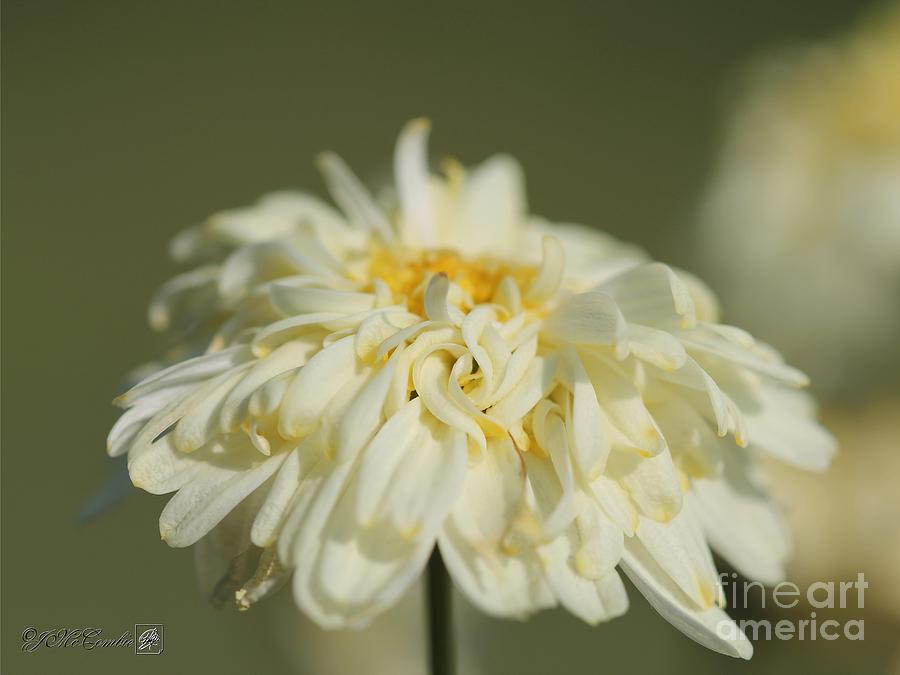 Marguerite Daisy named Madeira Crested Primrose #5 Photograph by J McCombie