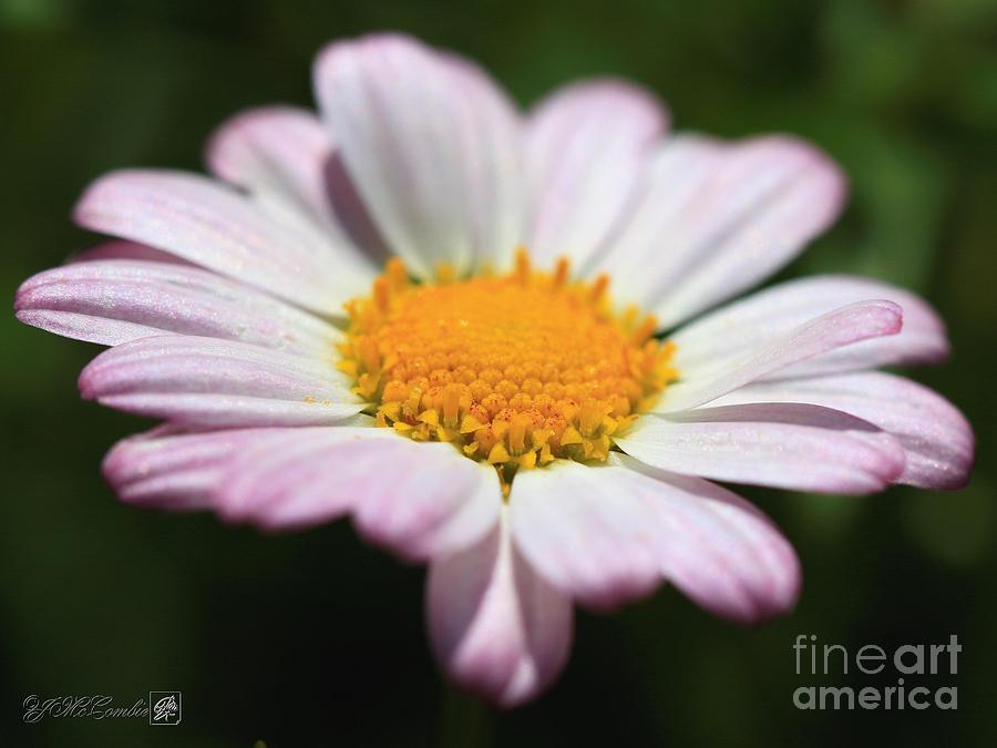Marguerite Daisy named Petite Pink #4 Photograph by J McCombie