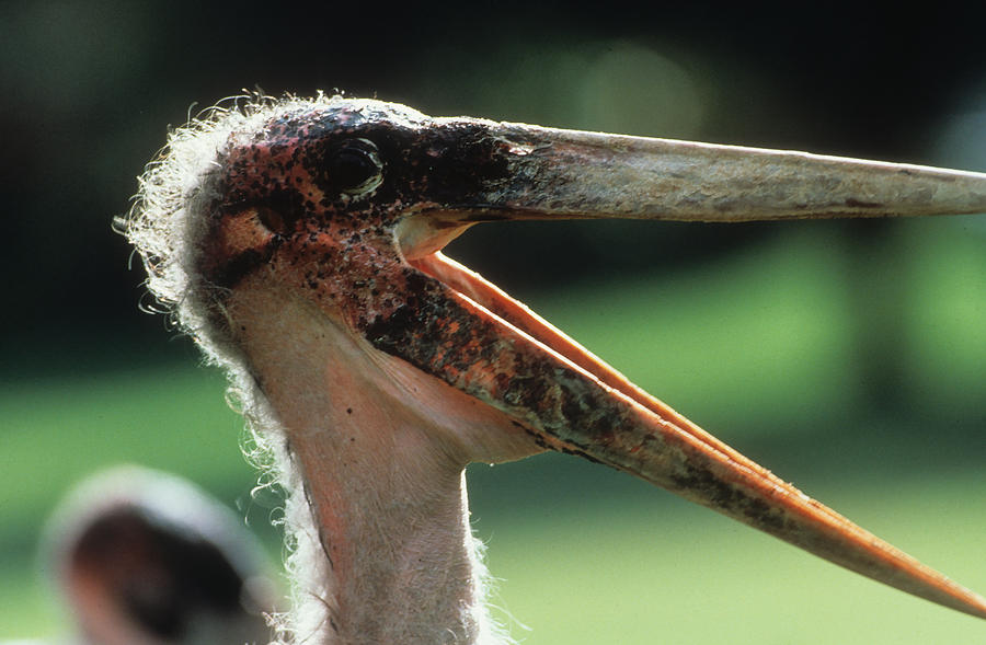 Maribou Stork Photograph - Maribou Stork in Kenya #1 by Carl Purcell