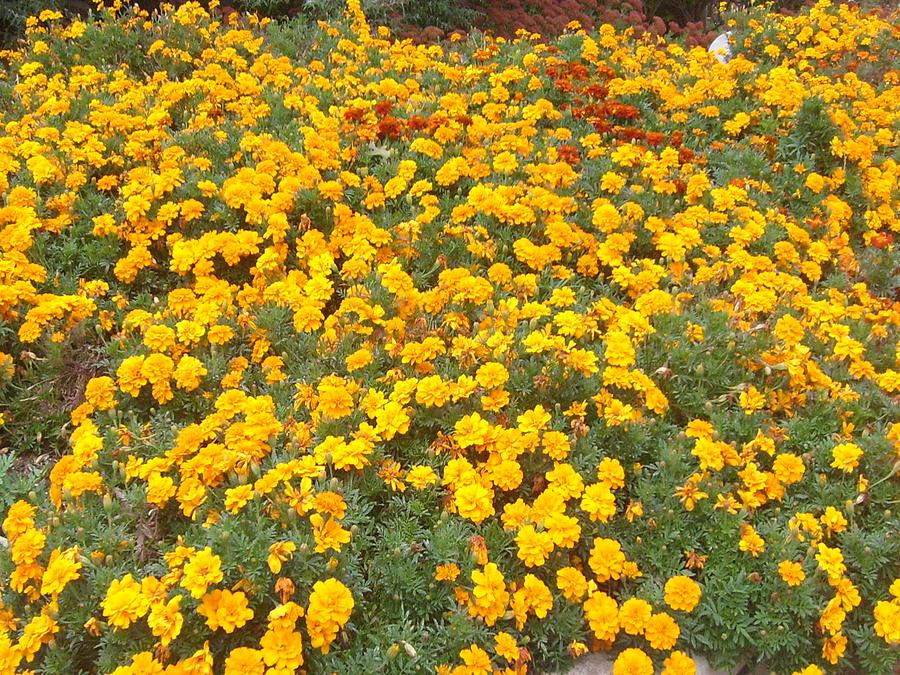 Marigolds in Hershey Gardens #1 Photograph by Lila Mattison