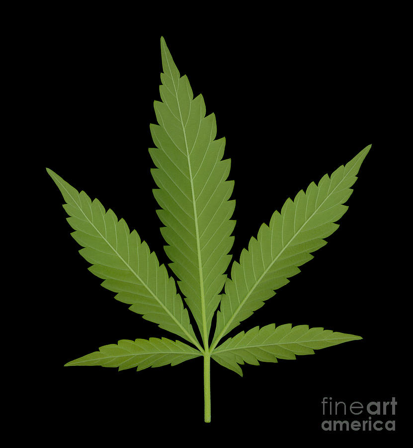 Marijuana Leaf, Cannabis Sativa #1 Photograph by Ted Kinsman