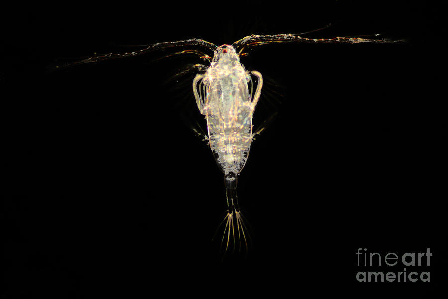 Marine Copepod #1 Photograph by Thomas Fromm