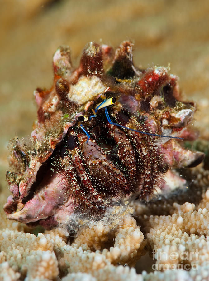 Marine Hermit Crab #1 Photograph by Anthony Totah