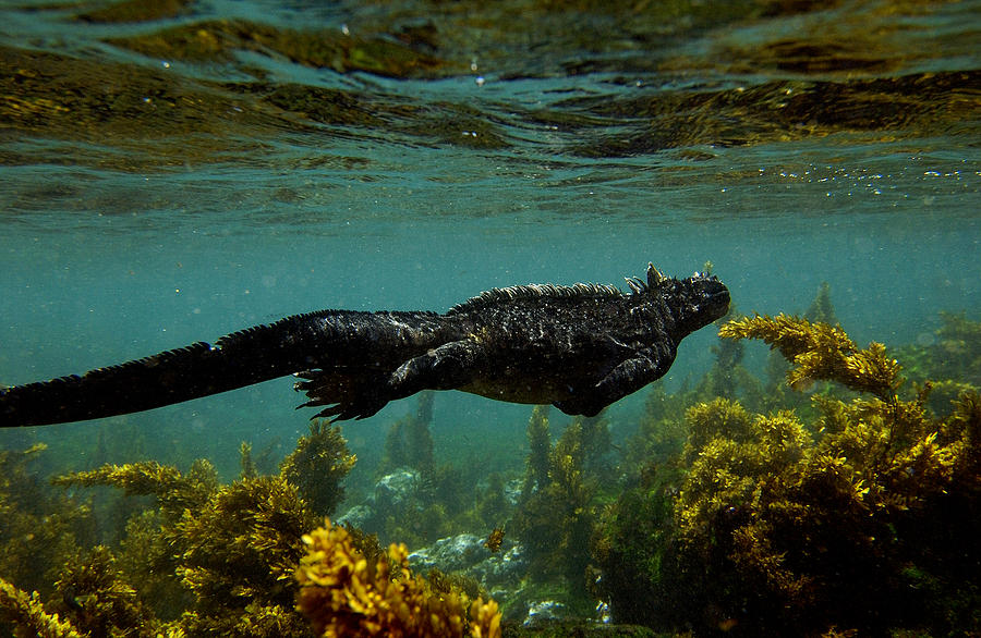 Marine Iguana Amblyrhynchus Cristatus Photograph by Pete Oxford