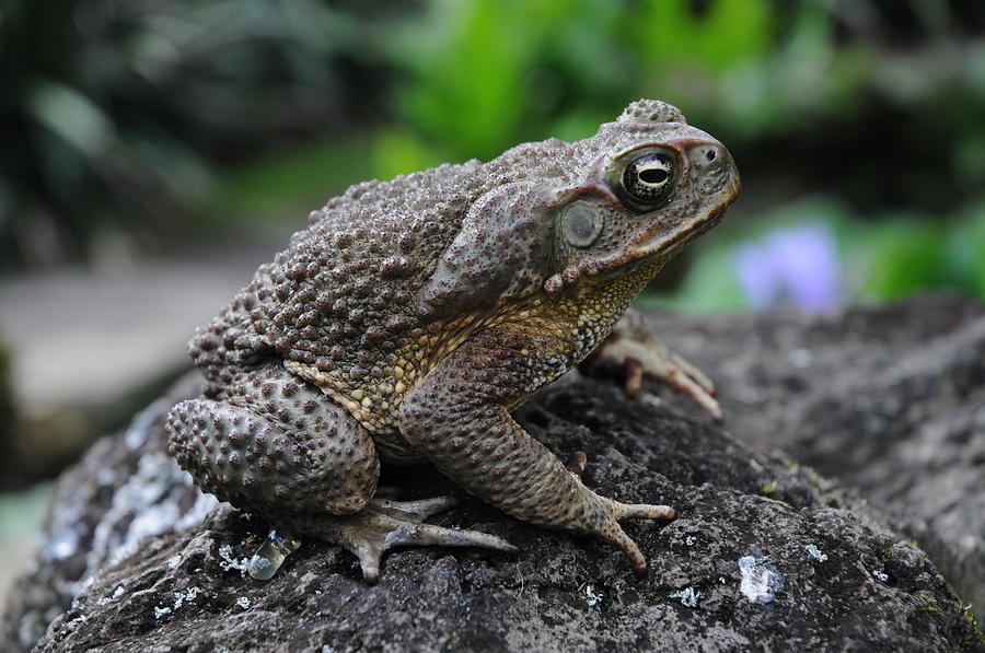 Marine Toad Photograph by Damon Calderwood - Fine Art America