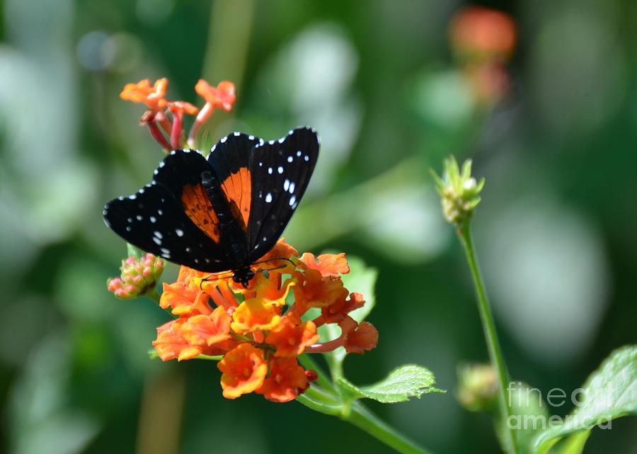 Butterfly Photograph - Mariposa #1 by Debbi Granruth