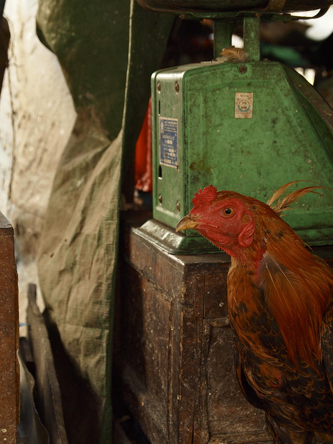 Rooster Photograph - Market #1 by Joseph Thiery