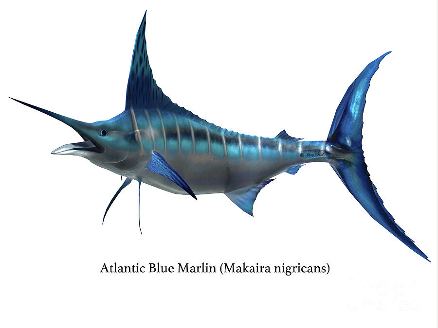 Marlin Sport Fish #1 Digital Art by Corey Ford