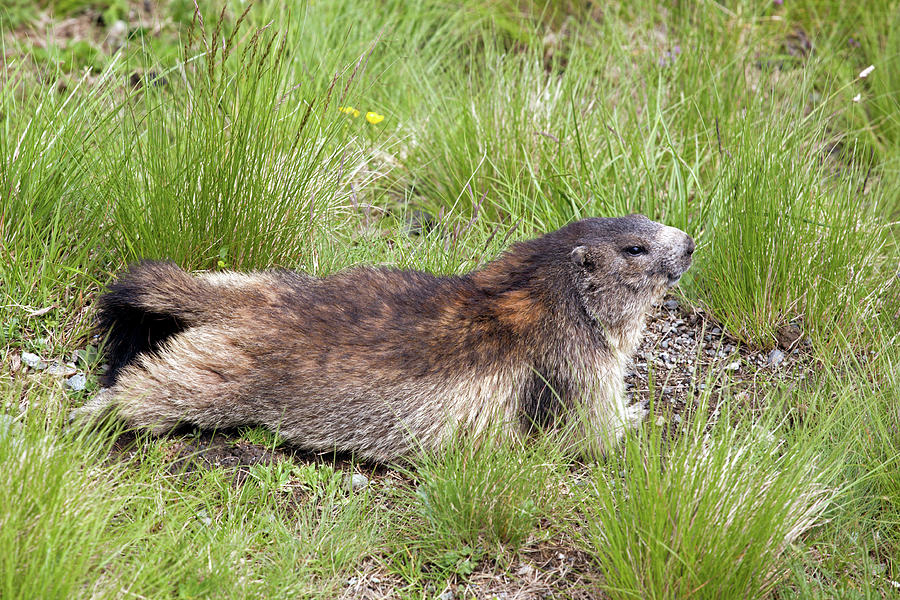 Marmot Photograph