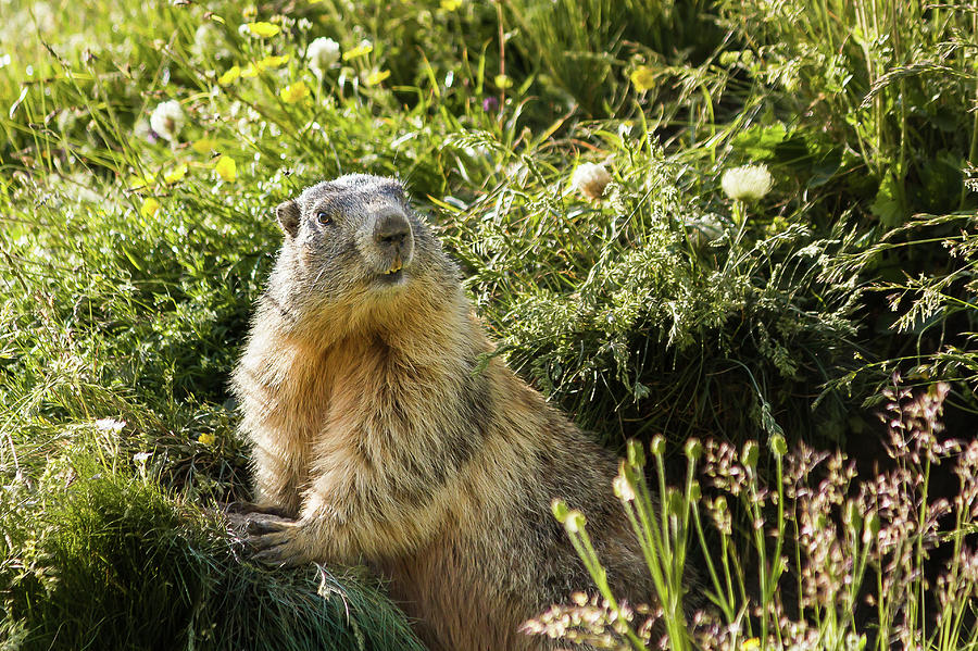Marmot #2 Photograph by Paul MAURICE