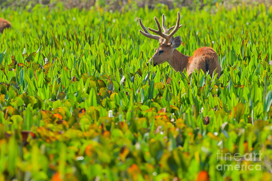 Marsh Deer #1 Photograph by B.G. Thomson