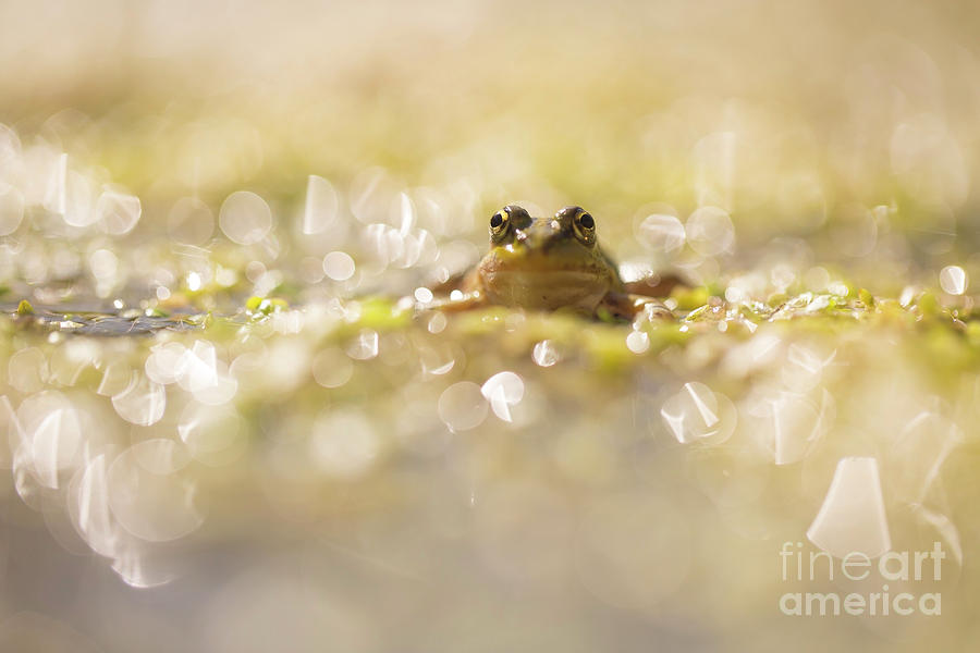 Marsh Frog Pelophylax ridibundus #1 Photograph by Alon Meir