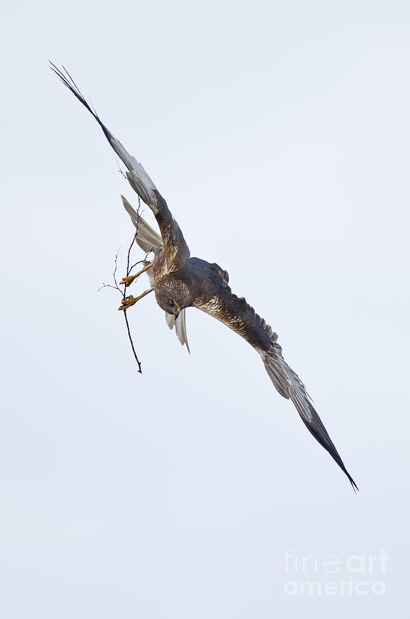 Marsh Harrier Building Nest #1 Photograph by Steen Drozd Lund