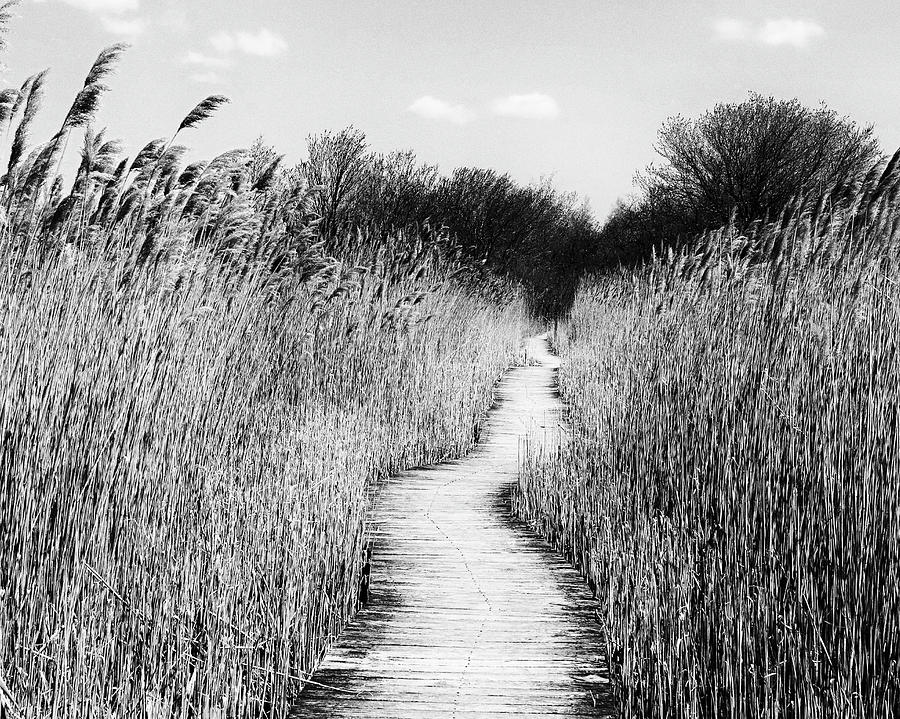 Marsh Loop Plum Island by Frank Winters Marsh Loop Plum Island by Frank Winters