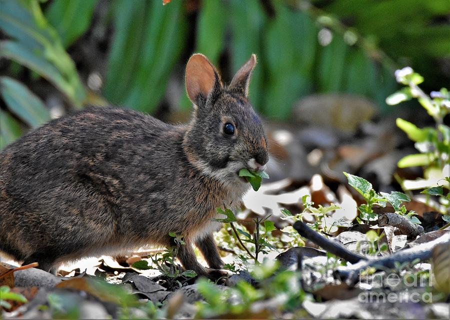 Marsh Rabbit #1 Photograph by Julie Adair