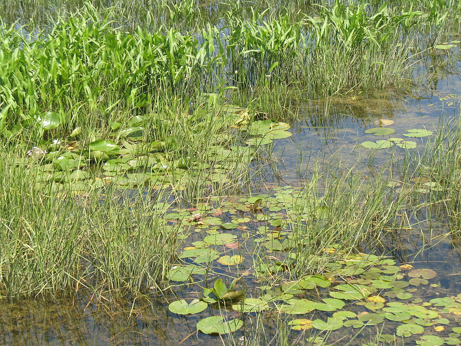 Marsh Photograph by Ralph Baginski - Fine Art America