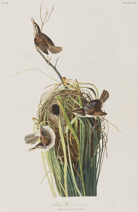 John James Audubon Painting - Marsh Wren  by John James Audubon