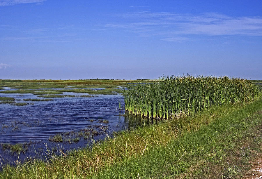 Marshes Photograph by Robert Brown