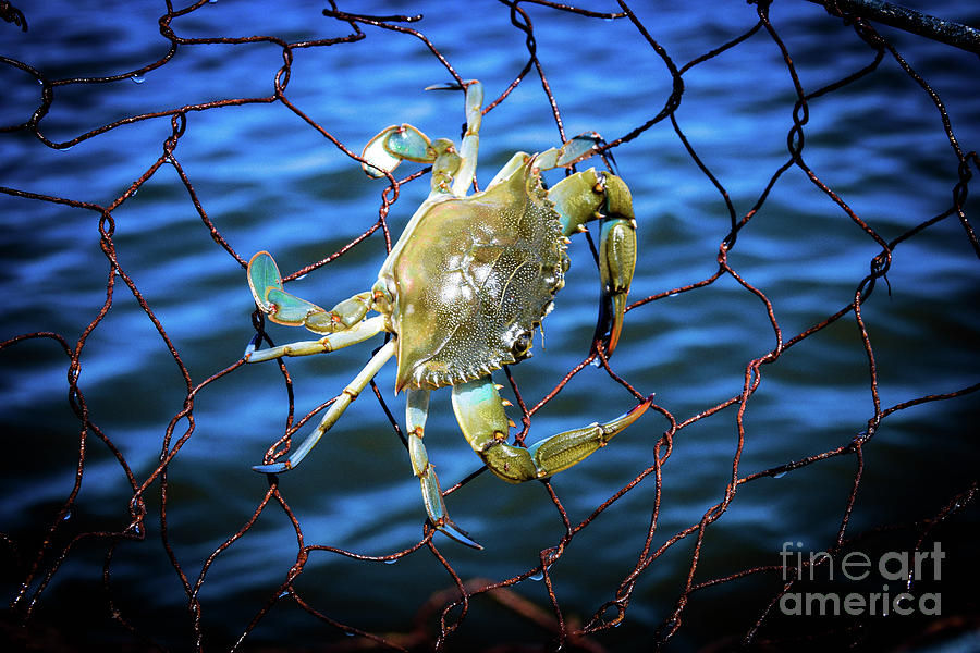Maryland blue crab  #2 Photograph by Jennifer Craft