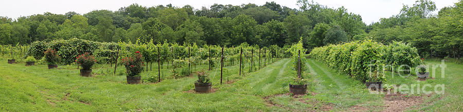 Maryland Vineyard Panorama Photograph
