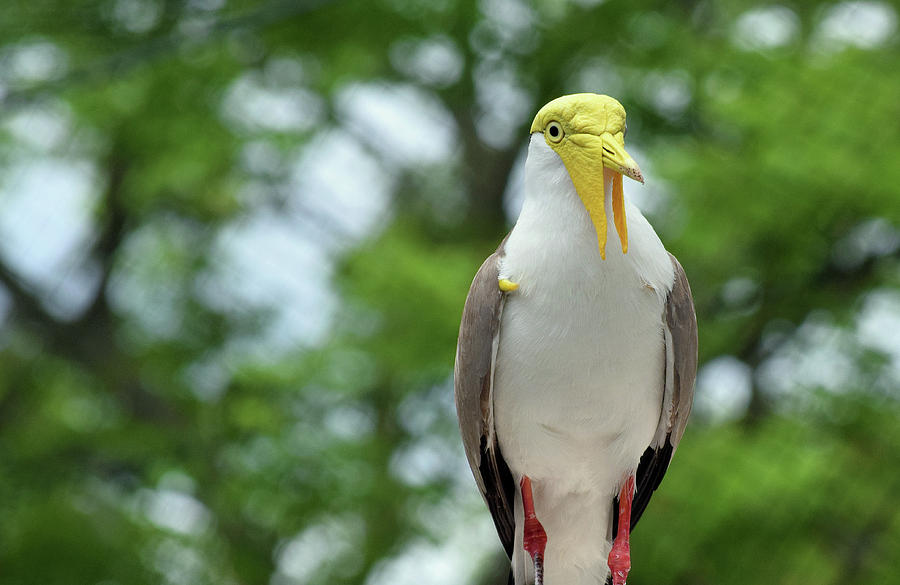 Masked Lapwing #1 Photograph by Larah McElroy
