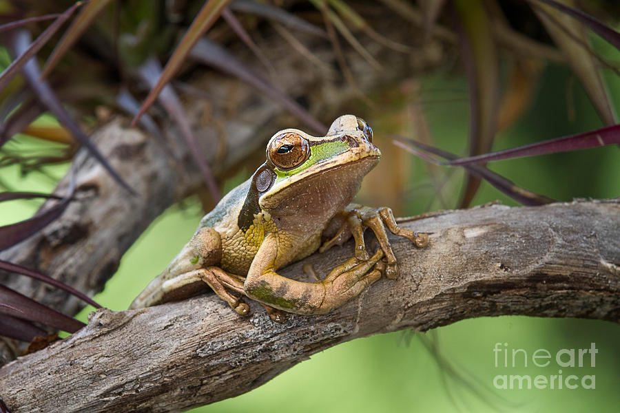 Nature Photograph - Masked Tree Frog #1 by Todd Bielby