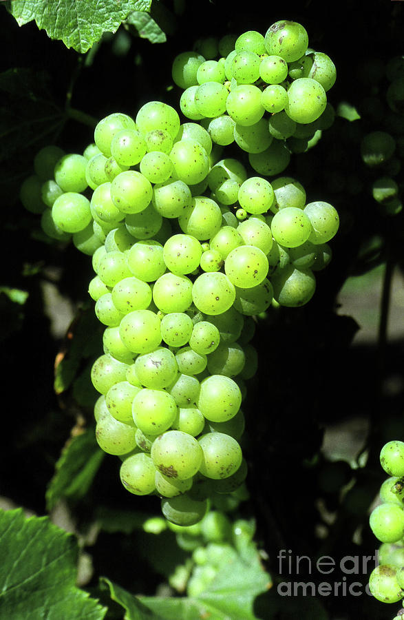 Mature Photograph - Mature cluster of Chardonnay wine grapes on the vine on River Road 1991 #1 by Monterey County Historical Society