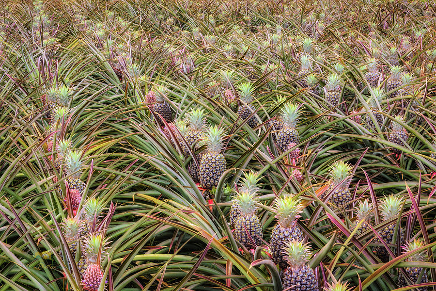 Maui Gold Pineapples #1 Photograph by Jim Thompson