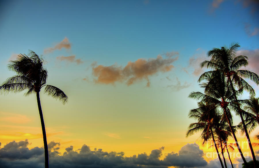 Maui Palm Sunrise #1 Photograph by Kelly Wade
