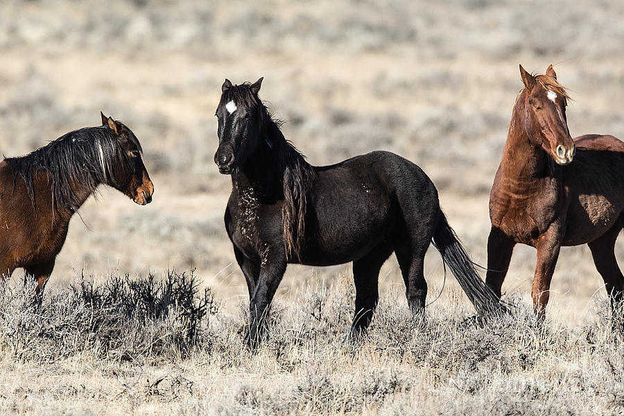 McCullough Peaks Wild Horses Photograph by Connie Troutman - Fine Art ...