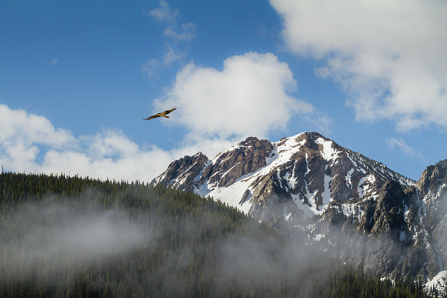 McGowan peak, Idaho #1 Photograph by Mike Bachman