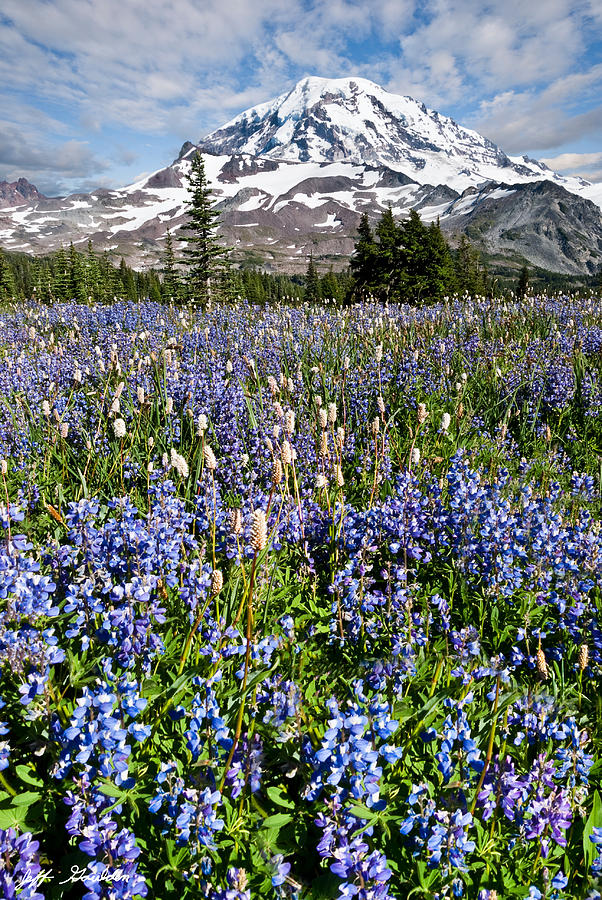 Meadow of Lupine Near Mount Rainier Photograph by Jeff Goulden