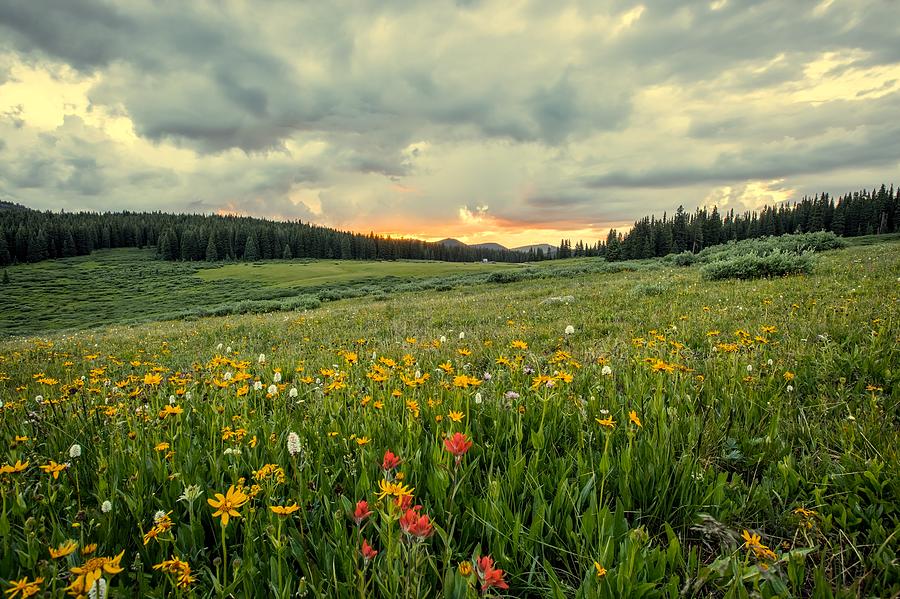 Meadow Wildflowers #1 Photograph by Mountain Dreams