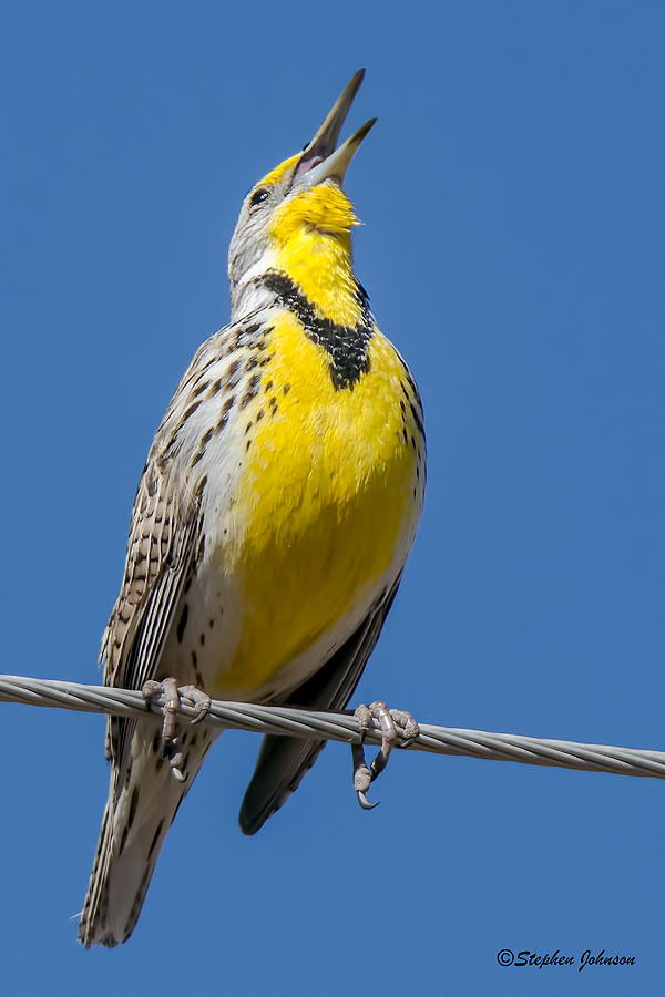 Meadowlark Singing #1 Photograph by Stephen Johnson