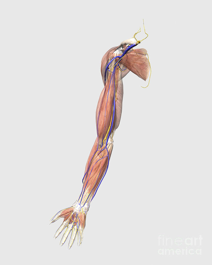 Medical Illustration Of Human Arm Digital Art by Stocktrek Images
