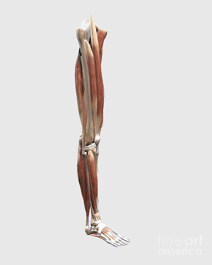 Healthcare Digital Art - Medical Illustration Of Human Leg #1 by Stocktrek Images
