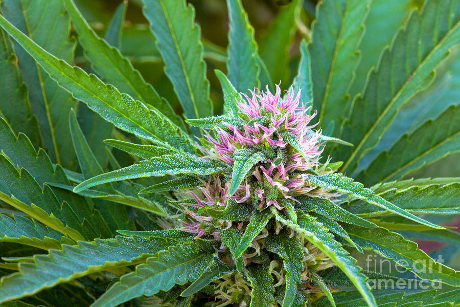 Medicinal Marijuana In Flower #1 Photograph by Inga Spence