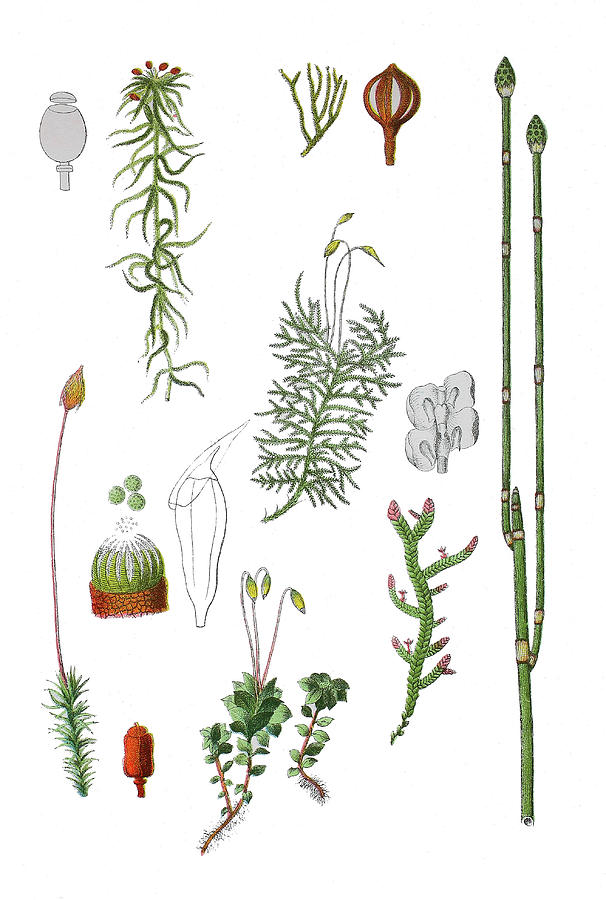 Medicinal plants Drawing by Bildagentur-online