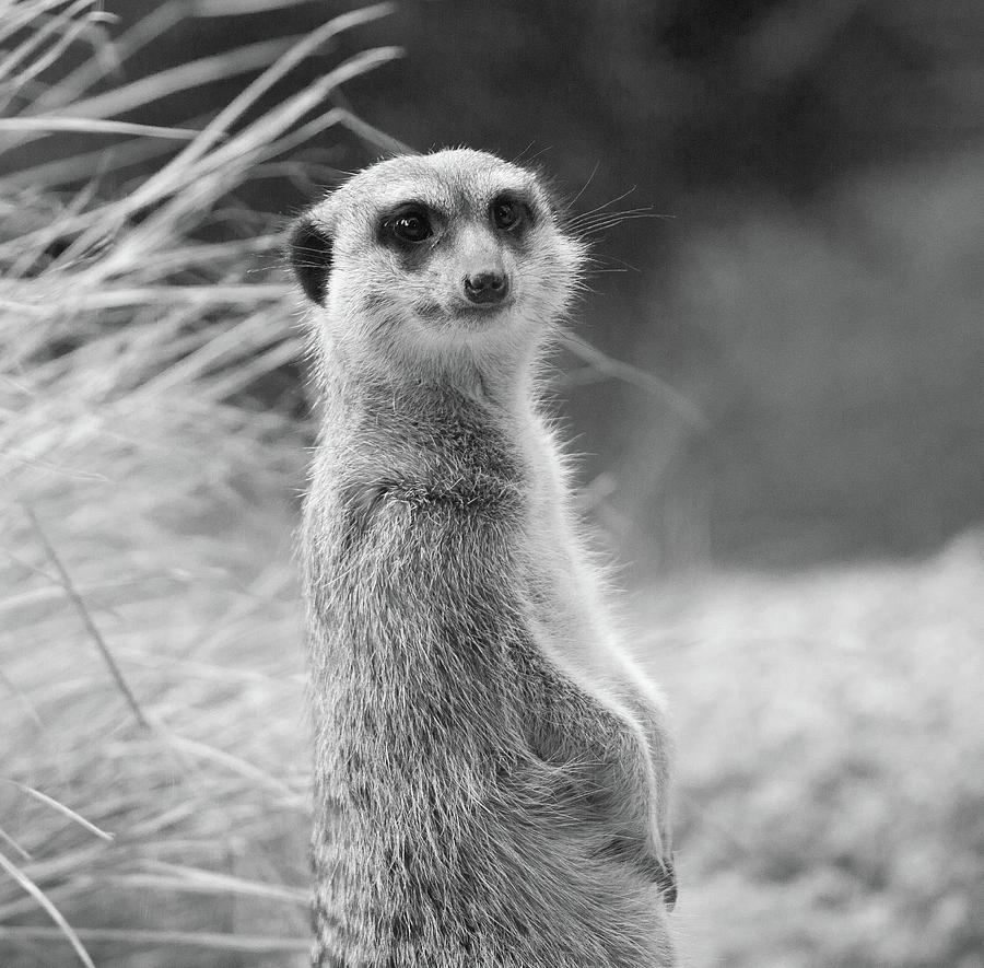 Meerkat #5 Photograph by Ed James