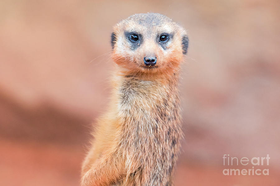 Meerkat by Stephanie Hayes Meerkat by Stephanie Hayes