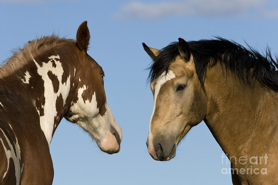 Meeting Between Stallions #1 Photograph by Jean-Louis Klein & Marie-Luce Hubert