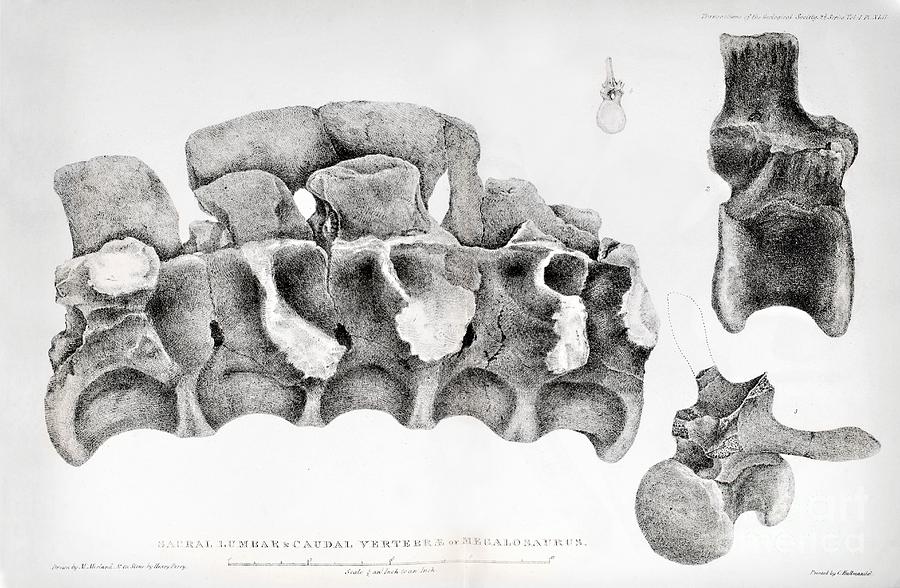 Megalosaurus Spine, Buckland, 1824 Photograph by Paul D Stewart