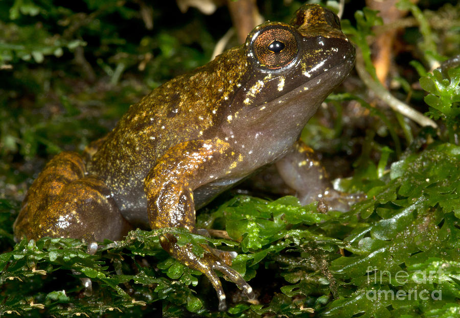 Mehun Green Frog #1 Photograph by Dant Fenolio