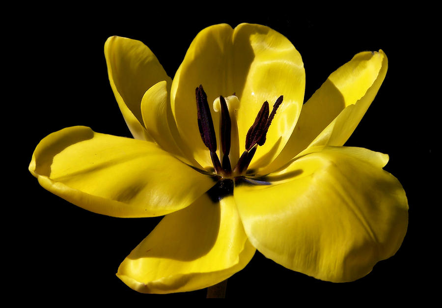 Spring Photograph - Mellow Yellow #1 by Karen Scovill
