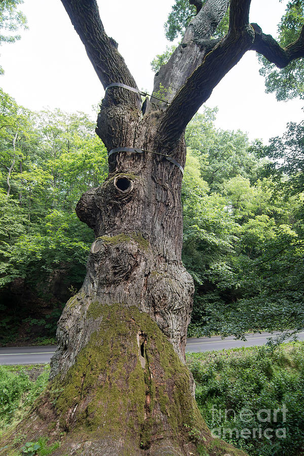 Memorable Oak Tree #1 Photograph by Michal Boubin