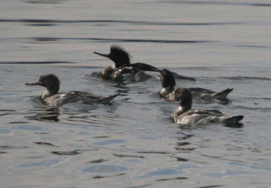 Mergansers Photograph by Helene Mohn - Pixels