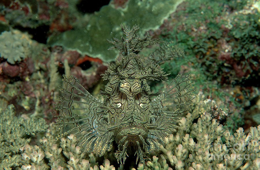 Merlets Scorpionfish #1 Photograph by Reinhard Dirscherl