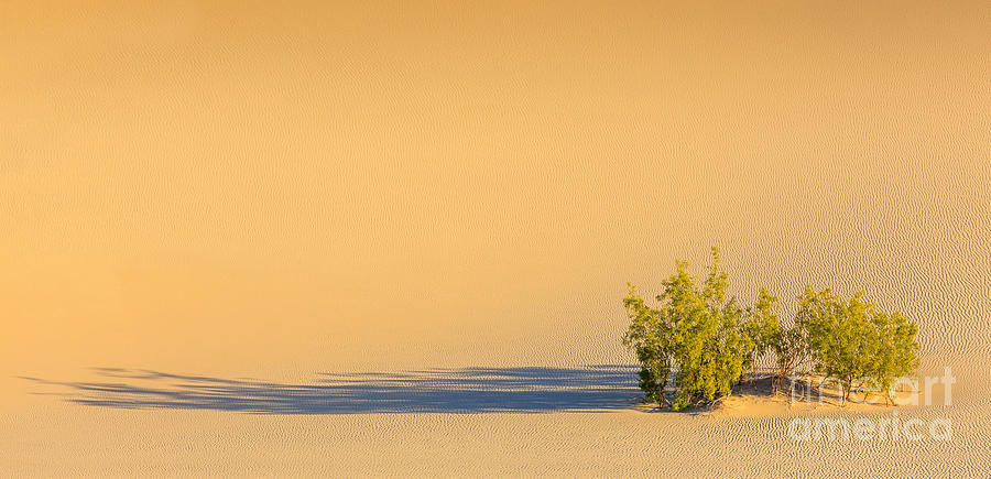 Mesquite Flat Sand Dunes In Death Valley National Park Photograph